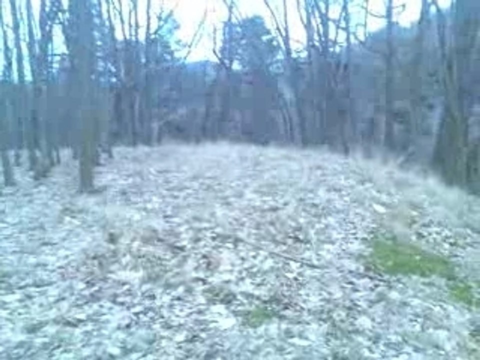 cesta srny