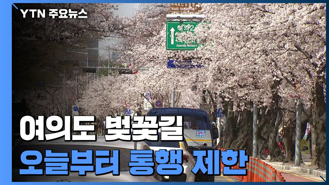 '일찍 만개' 여의도 벚꽃길 오늘부터 통행 제한...하루 앞당겨 / YTN