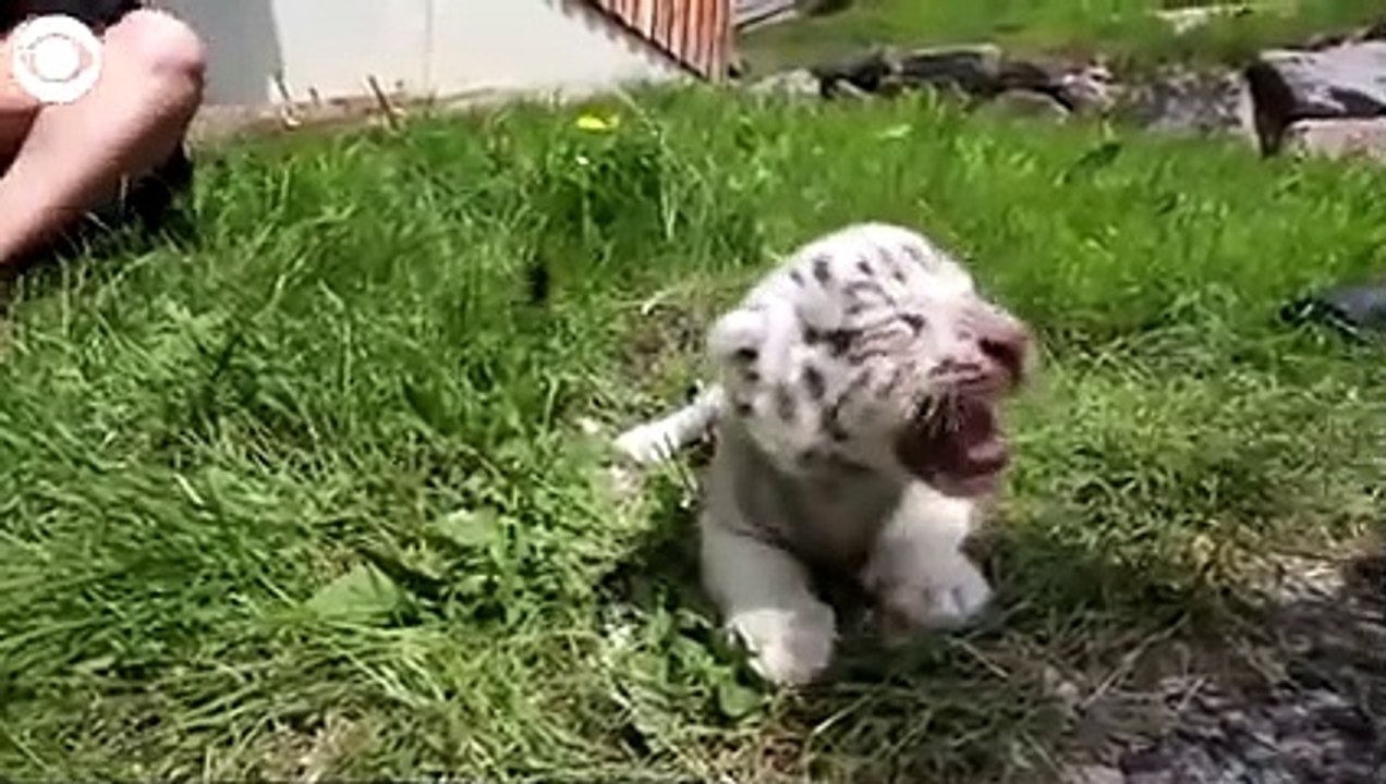 white cub