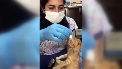 شاهد قطة حملت مولودها المصاب إلى المستشفى