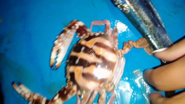 different kinds of fish