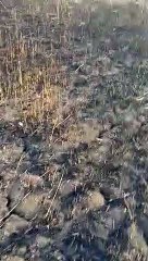 आग से 40 एकड़ गेहूं की फसल जली, किसानो को भारी नुकसान