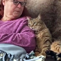 Cat love to hear story | Funny pets and animals moments