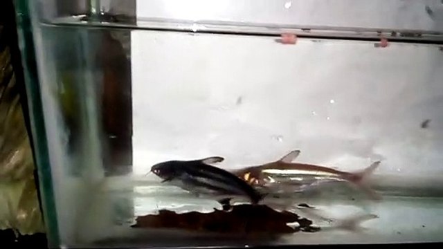 beautyful shark fish