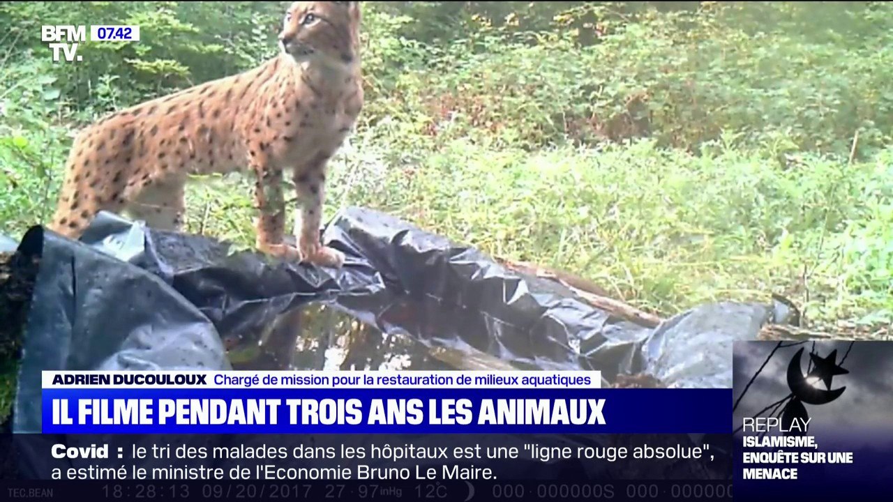 Dans le Doubs, un apiculteur parvient à filmer de nombreuses espèces animales grâce à un piège vidéo