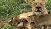 Lion with playing with chalid