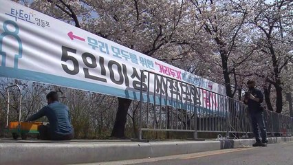 나흘 만에 다시 5백 명대...오늘부터 여의도 벚꽃길 통제 / YTN