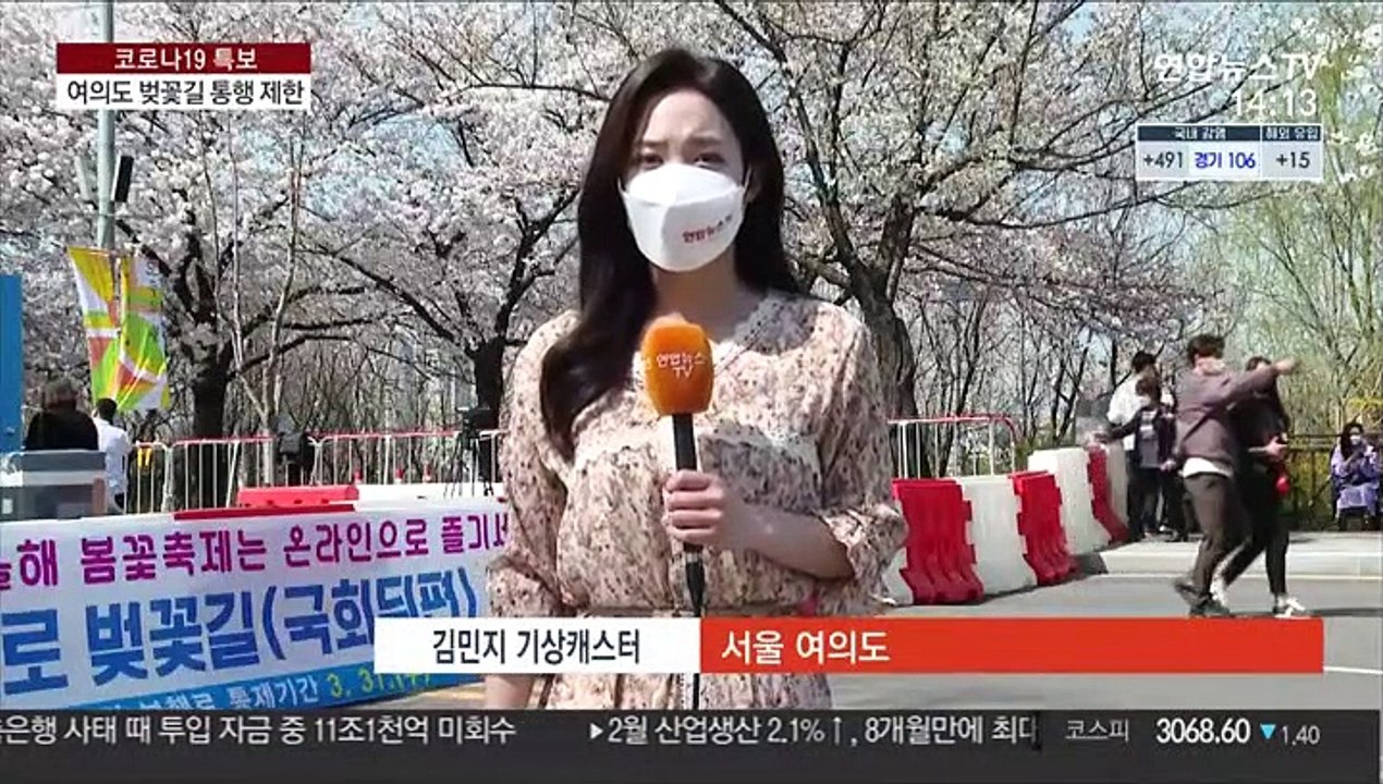 [날씨] 빨리 만개한 벚꽃…오늘부터 여의도 벚꽃길 통제