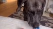 Great Dane Fetches Four Tennis Balls And Keeps Them Inside Mouth All At Once