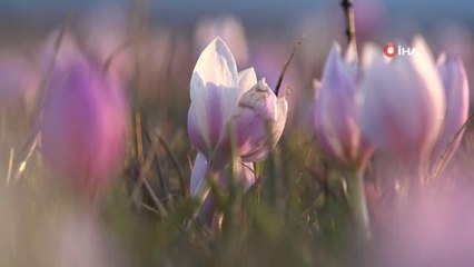 Karlı dağlarla birleşen kardelenler mest etti