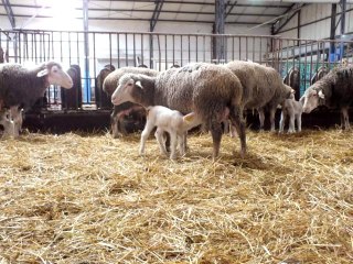 Yüzlerce yavru anneleri ile böyle buluştu
