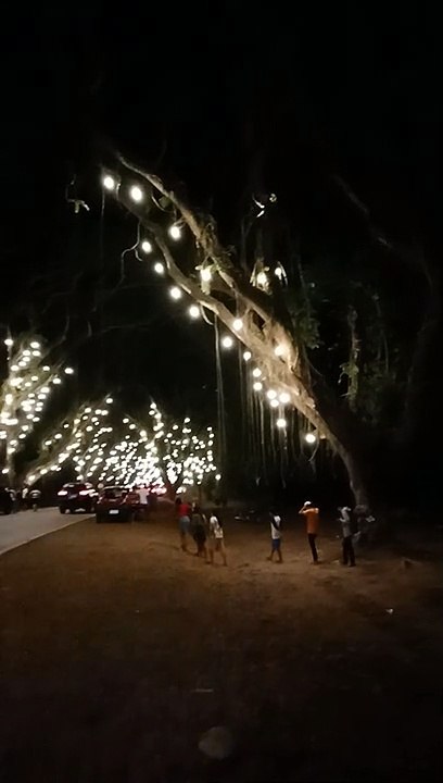 Acacia Tunnel