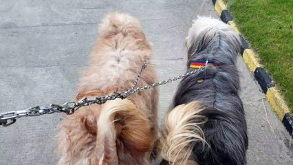 Maxi and Bimbo Strollin around