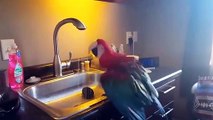 Funny Parrots Videos - cute moment of the BIRDS - Cutest Parrots #1