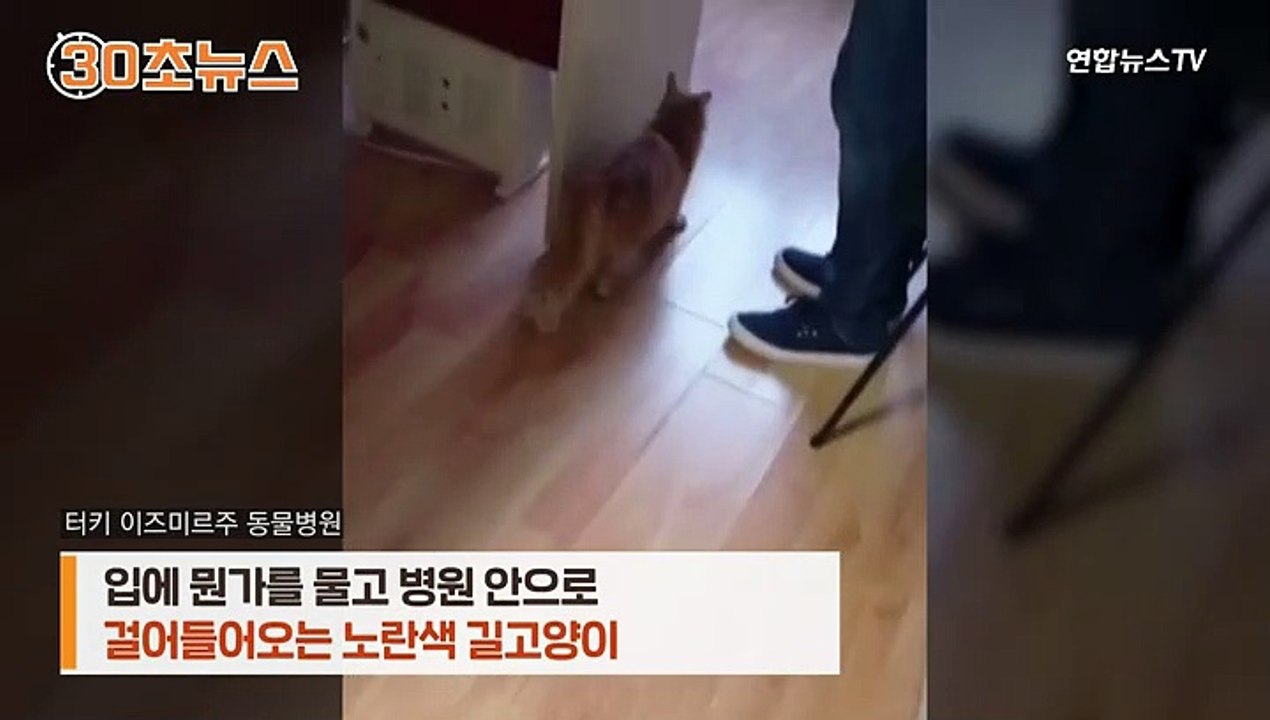 [30초뉴스] "아이가 아파요"…새끼 물고 직접 병원 찾아온 고양이
