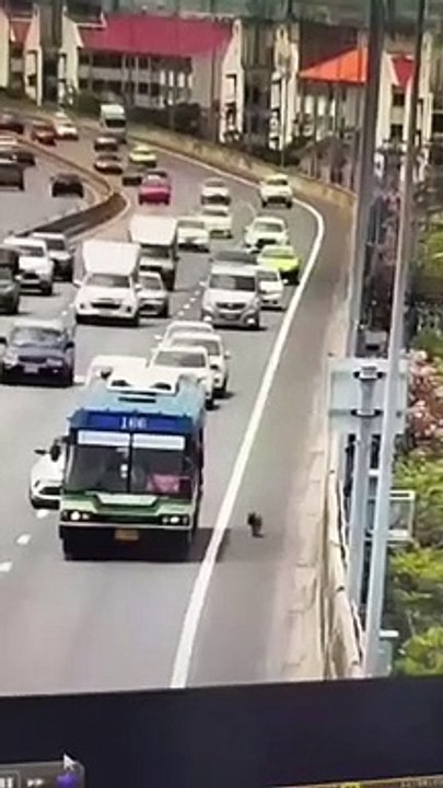 วินาทีช่วย "คุกกี้" หมาหลงทางด่วนขึ้นรถ