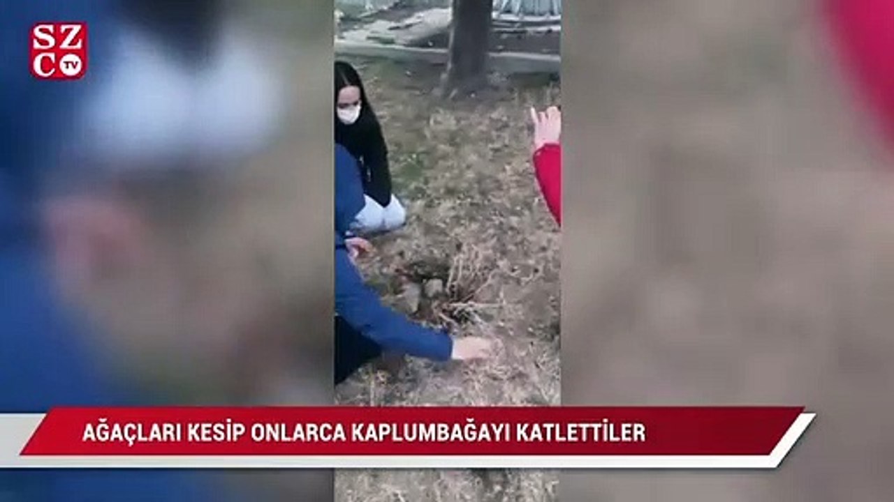 İzinsiz baz istasyonu kazısında ağaçları kesip, onlarca kablumbağayı katlettiler