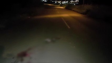 Animal selvagem morre após ser atropelado no Bairro Parque Verde