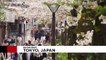 Crowds flock to Tokyo to see cherry blossom
