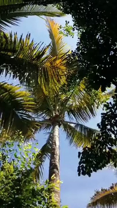 Beautiful Nature