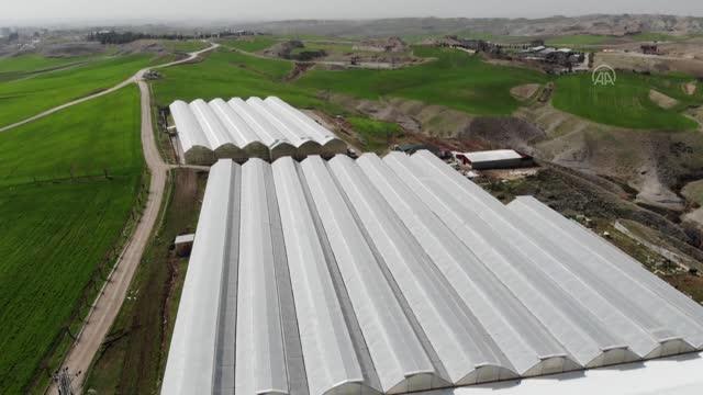 Devlet desteğiyle kurduğu serada domates ihracatına başladı