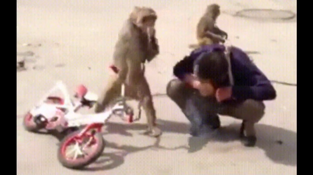 Funniest Monkey  -  cute and funny monkey videos (Copyright Free) Full HD