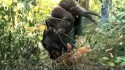 Heavy burden - carrying a wild boar after hunting it