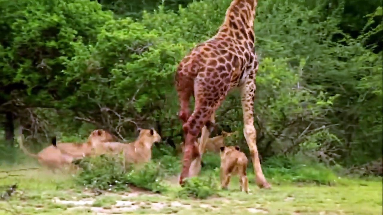 Wildlife Brave Giraffe Kick Five Lion To Save Baby - Power of  LION In The Animal World But FAIL