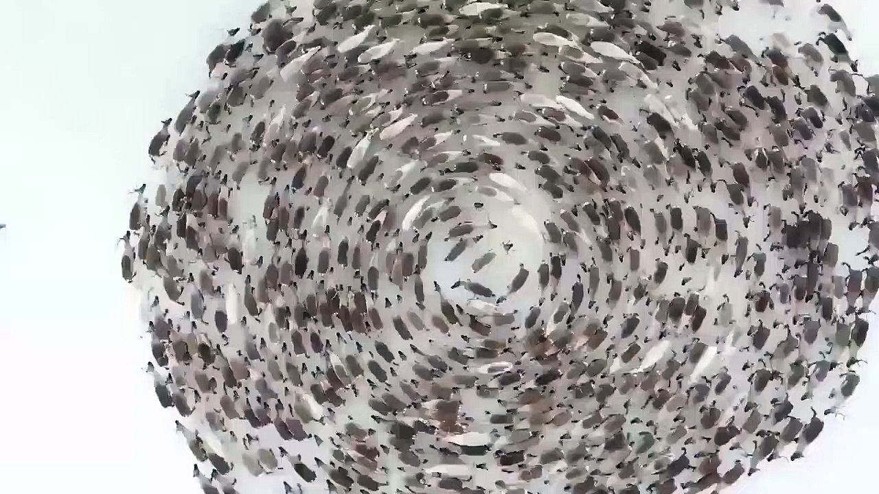 Des rennes tournent en rond sans interruption