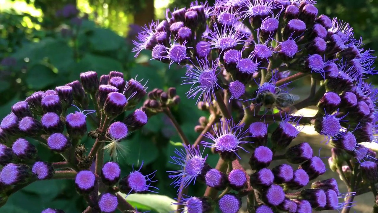 A Garden in Australia