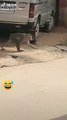 Super Funny Animal Video that Will Make You Laugh Out Loud _ Keep Laughing