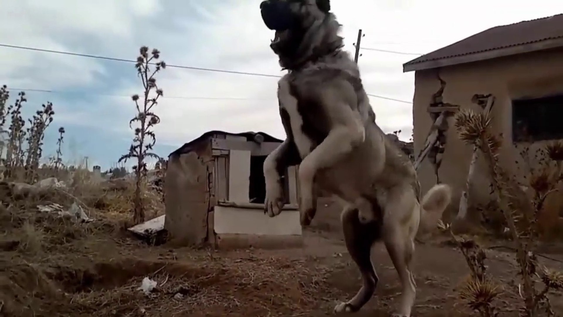 KARA KIRCIL ADAMCI COBAN KOPEGi HAVLAMASI - ANATOLiAN SHEPHERD DOG BARKiNG