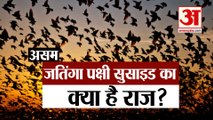 India के इस राज्य में पक्षी करते हैं कथित तौर पर आत्महत्या