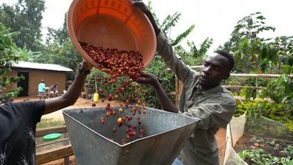 Uganda's coffee farmers hit green gold