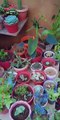 Succulent Plants