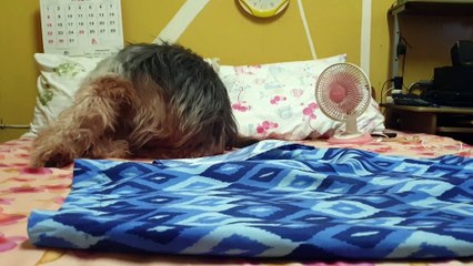 Maxi and Bimbo in my room