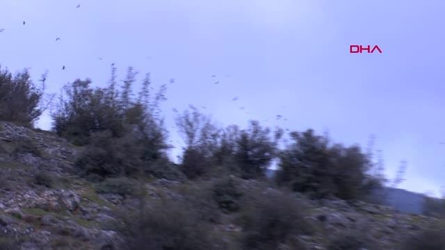 Son dakika haberi! BURSA Binlerce leyleğin göç yolculuğu görsel şölen oluşturdu