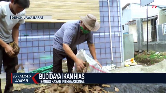 Budidaya Ikan Hias Warga Depok Tembus Pasar Internasional