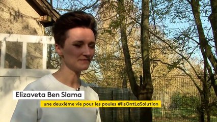 Dans l'Eure, l'"opération cocotte" propose d'adopter une poule pondeuse pour lui sauver la vie