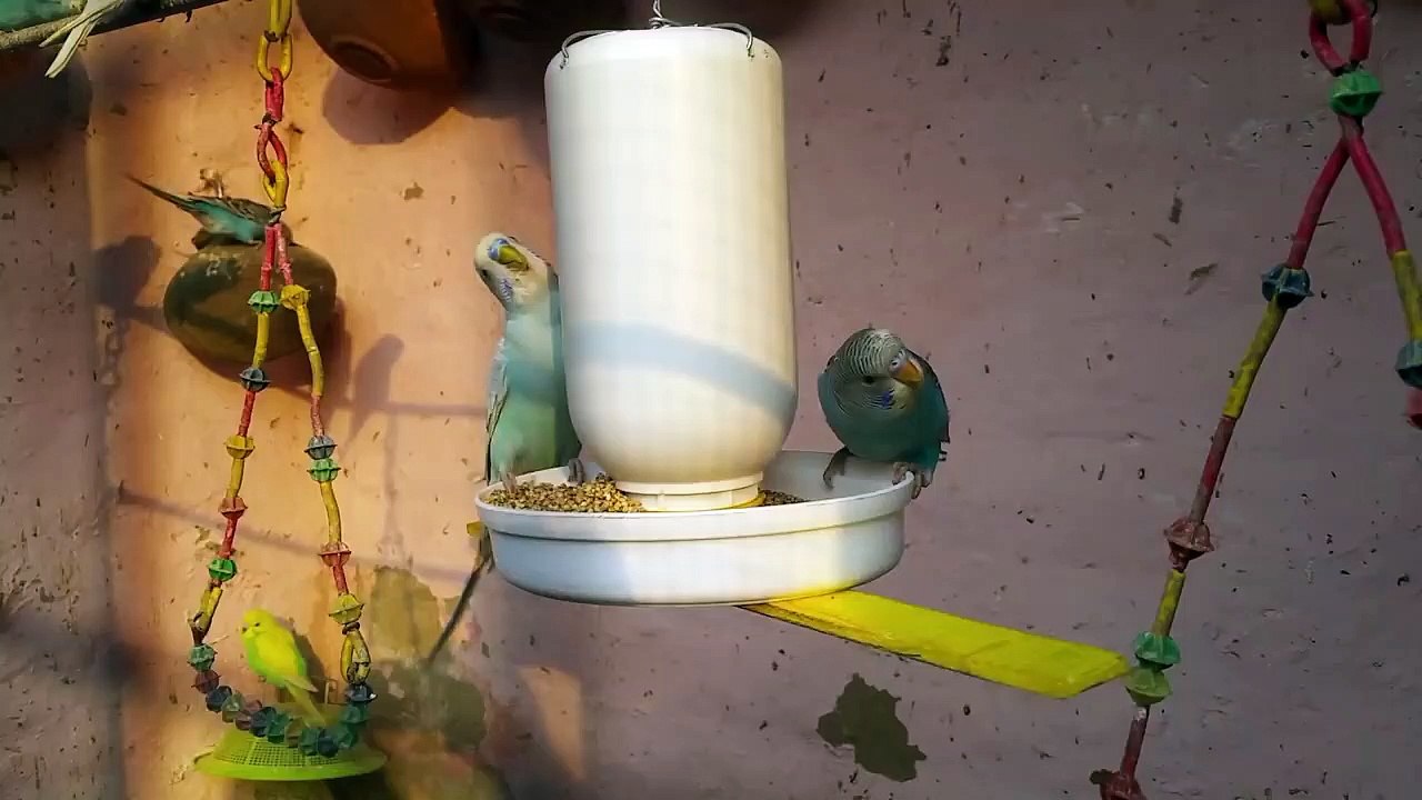 Diy Budgies Bird Feeder Made From Plastic Bottle - Plastic Bottle Craft Idea