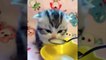 #Gatitos - La Mejor Recopilación de Lindos Gatitos Bebés  #8 _ Animales Cute