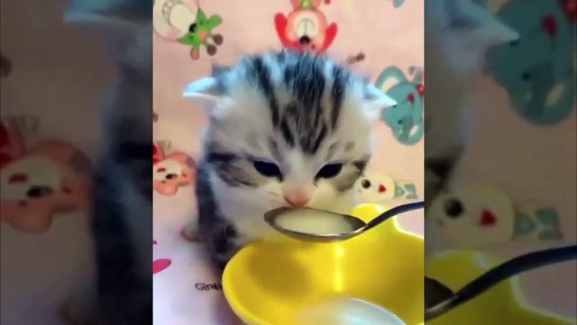 #Gatitos - La Mejor Recopilación de Lindos Gatitos Bebés #8 _ Animales Cute