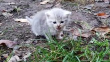 First bath and Feeding a weak street kitten - Whole story of rescue