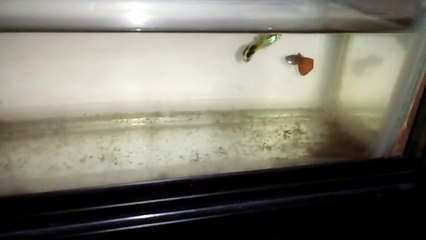 beautyful aquarium gappys