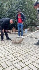 Son dakika haberleri | Otomobilin çarptığı kediyi polis kurtardı