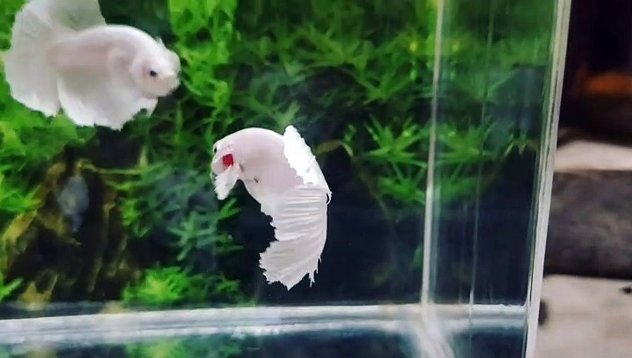 white betta fish