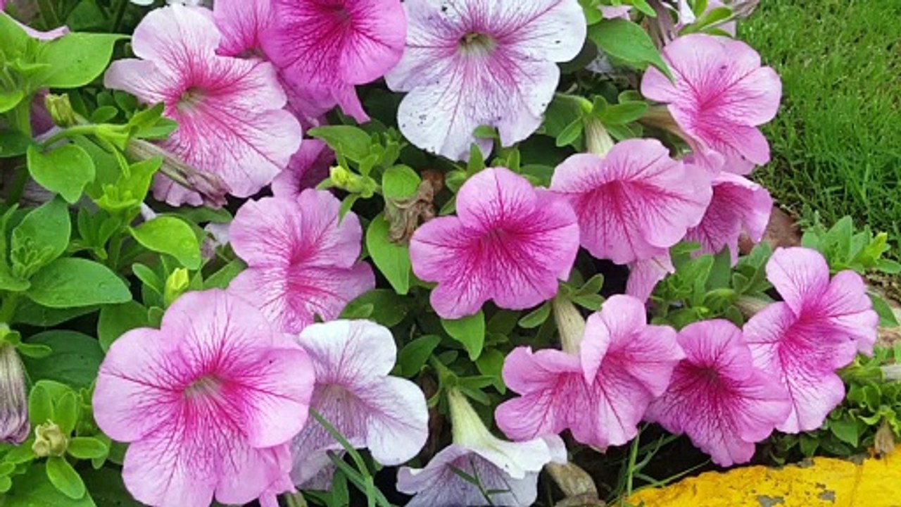 Beautiful flowers