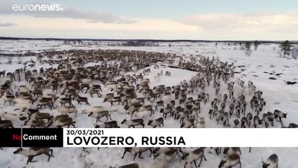 VIDEO: Der spektakuläre Tanz der Rentiere in Russland