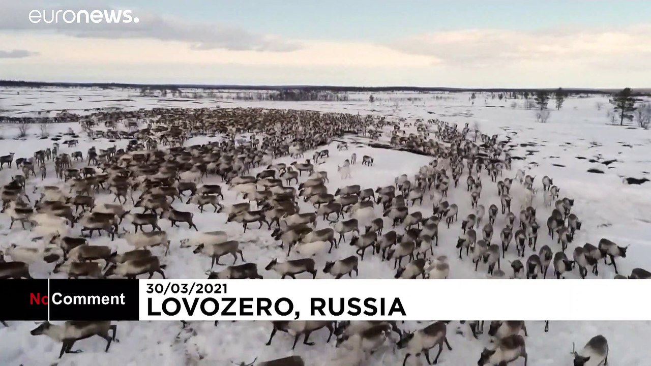 VIDEO: Der spektakuläre Tanz der Rentiere in Russland