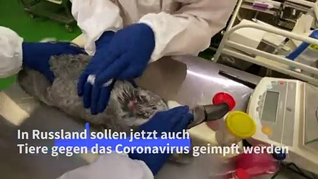 Russland impft jetzt auch Tiere
